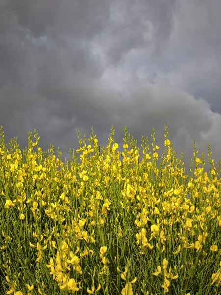 Sturm über Forsythie — Stockfoto