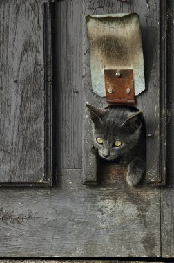 utangaç kitty