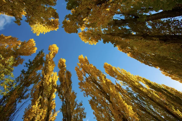 Autumn Trees Under Blue Sky — Stock Photo, Image