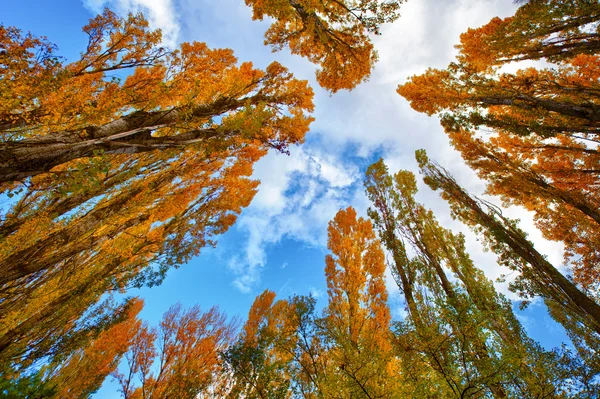 Autumn Trees — Stock Photo, Image