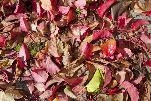 Alfombra roja de otoño — Foto de Stock