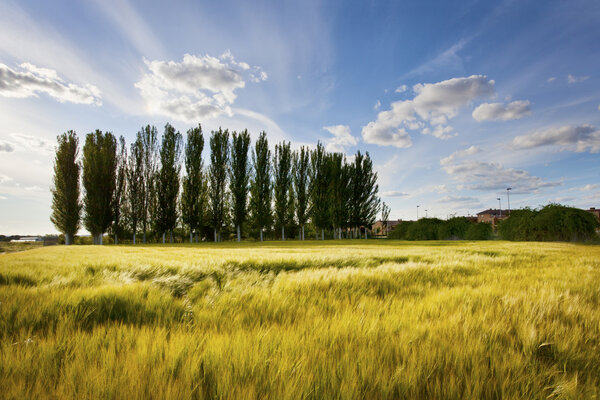 зерновые поля на закате
