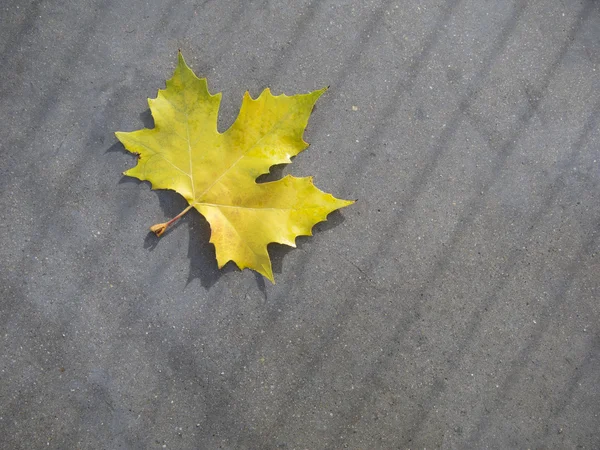 Blad op de grond — Stockfoto