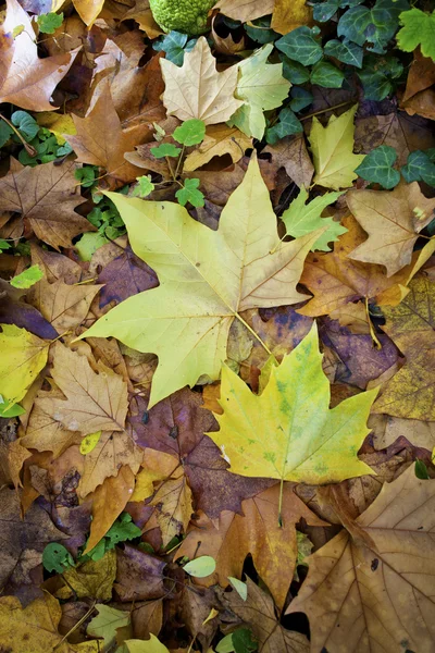 Herfst tapijt meerkleurige bladeren — Stockfoto