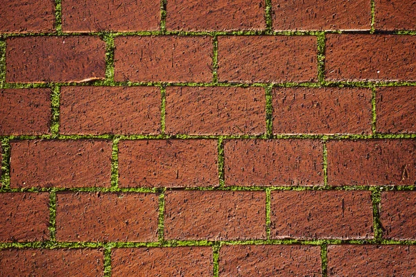 Pavement with Grass — Stock Photo, Image