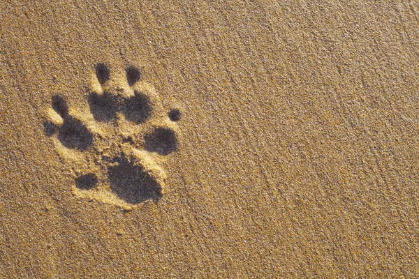Kutya mancsa nyomtatási a homokban — Stock Fotó