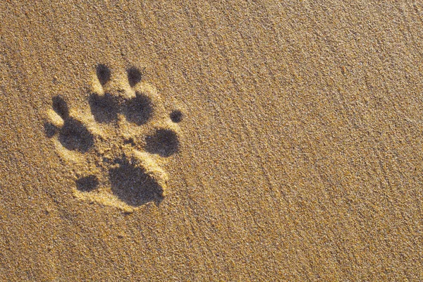 Hond paw print op het zand — Stockfoto