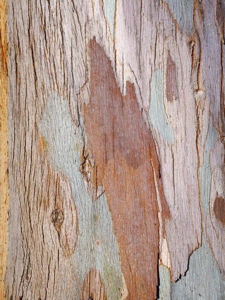 Eucalyptus Tree Bark — Stock Photo, Image