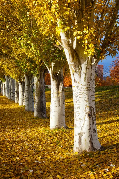Podzimní barvy v parku — Stock fotografie