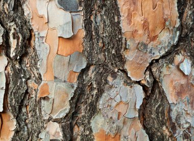 çam ağacı kabuğu