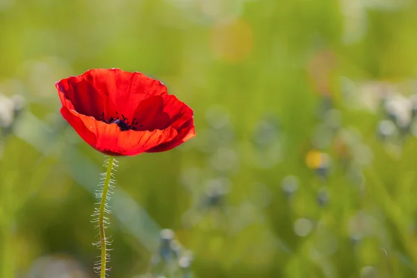 Schöner Mohn — Stockfoto