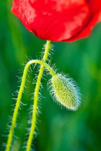 Mohn und Knospen — Stockfoto