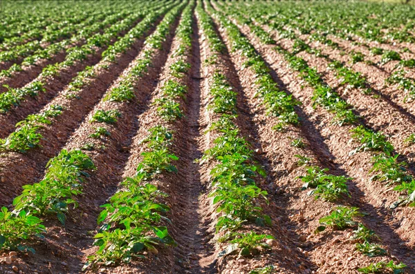 Potatis plantering — Stockfoto