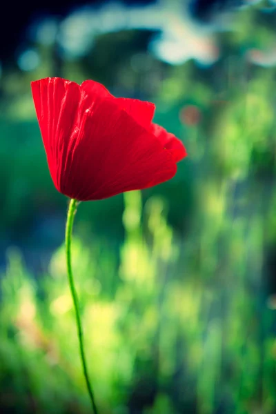 Roter Mohn — Stockfoto