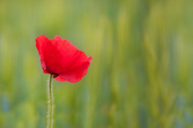 Güzel gelincik çiçeği