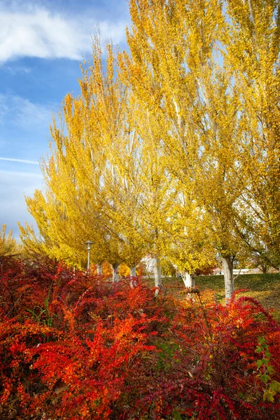 公园里的秋天色彩 — 图库照片