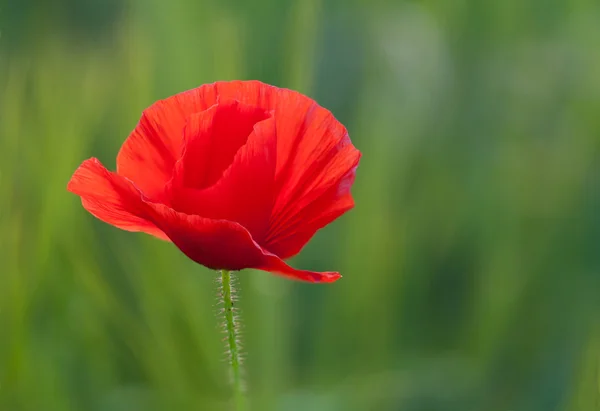 Schöner Mohn — Stockfoto