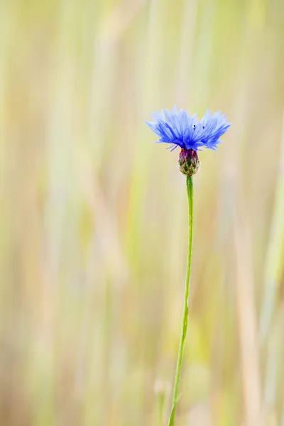 Kleine blauwe bloem — Stockfoto