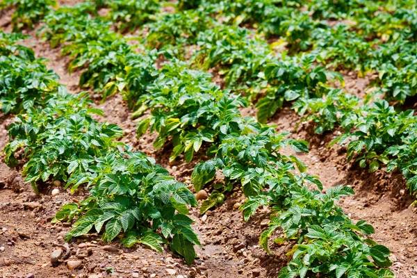 Potato Planting — Stock Photo, Image