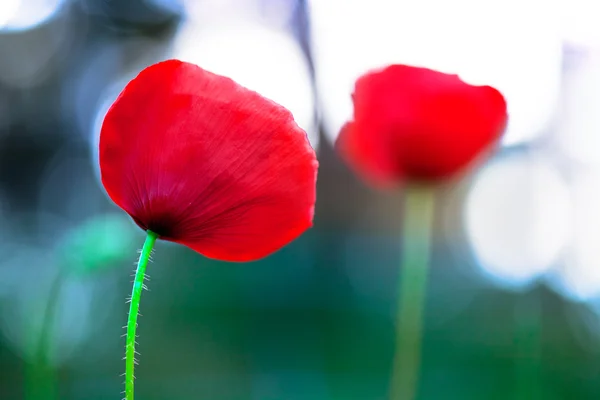 Roter Mohn mit Bokeh — Stockfoto