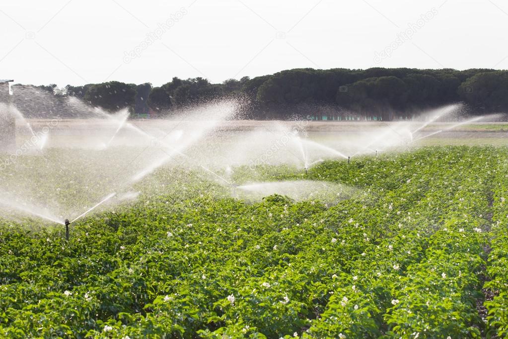 Irrigation in Field