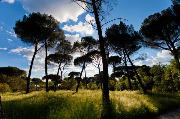 Puesta de sol en un bosque de pinos — Foto de Stock