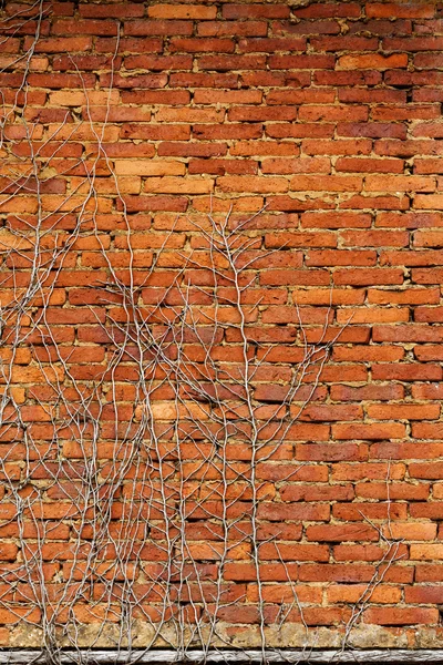 Ancien mur de briques abandonné — Photo