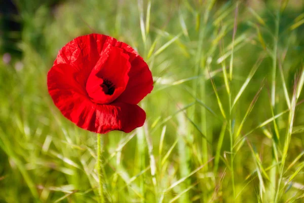 Rote Mohnblume — Stockfoto