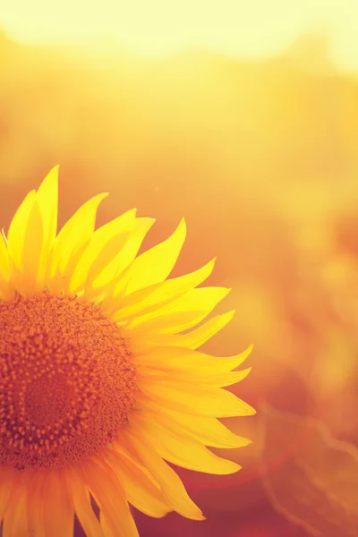 Sunflower Vintage — Stock Photo, Image