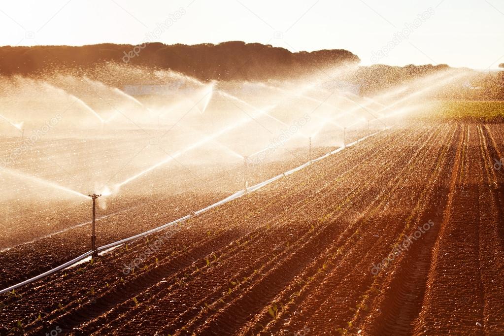 Irrigation in Corn Field