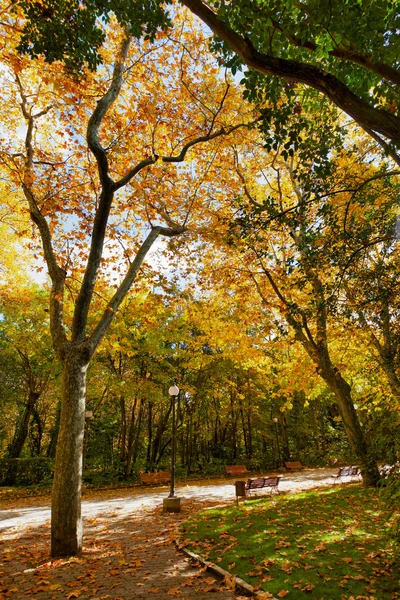 Herbstfarben im Park — Stockfoto