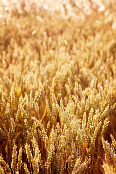 Pointes dorées de blé — Photo