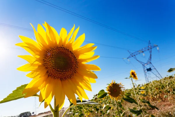 Zonnebloem en elektrische macht — Stockfoto