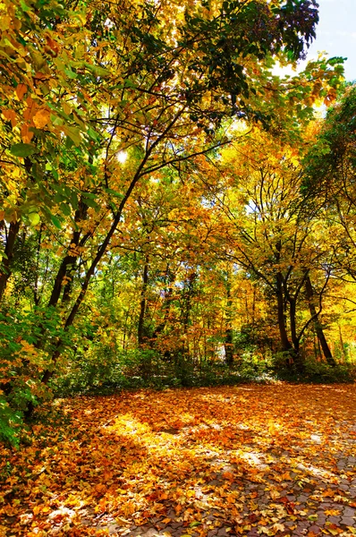 Herbstliche Farben im Park — Stockfoto
