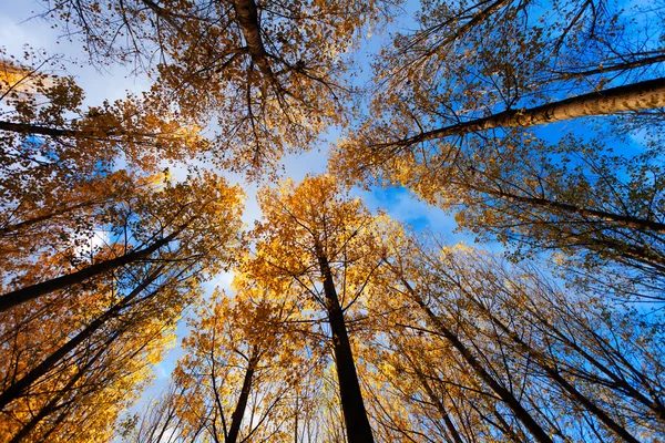 Autumn Sky — Stock Photo, Image