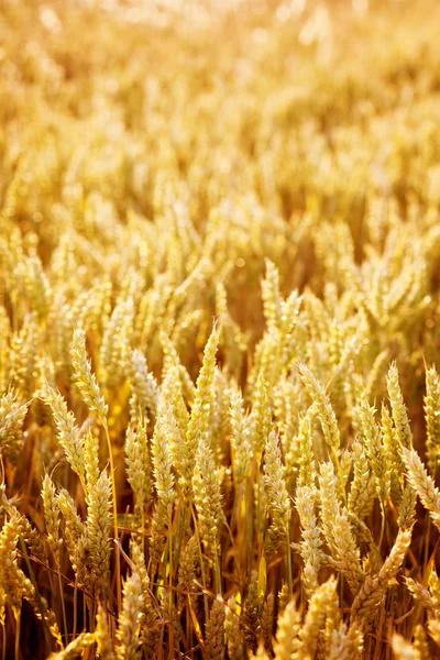Champ de blé doré au coucher du soleil — Photo