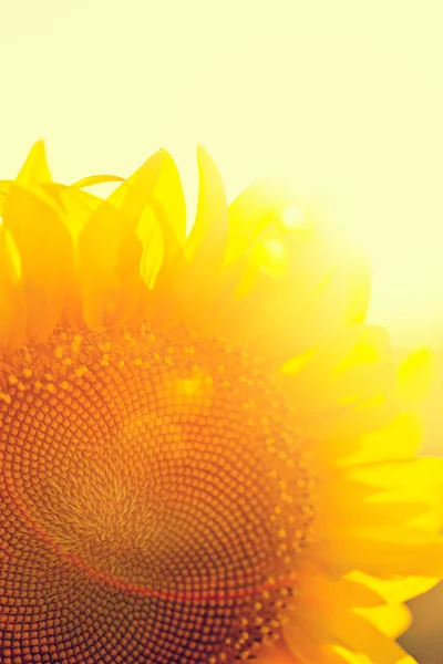 Олія соняшникова фотосинтезу — стокове фото