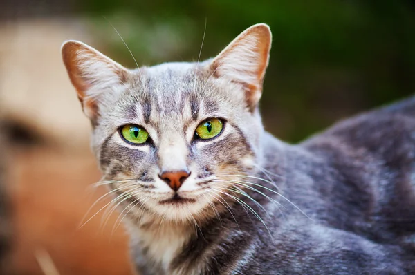 Cutel tabby cat — Stock Photo, Image