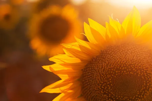 Achtergrondverlichting van zonnebloem — Stockfoto