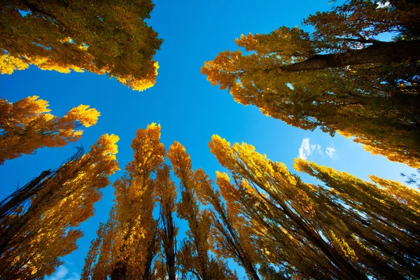 Autumn Trees Under Blue Sky — Stock Photo, Image