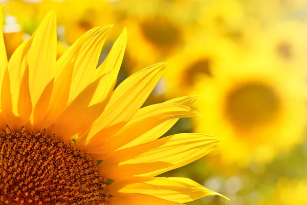 Backlighting Sunflower Detail — Stock Photo, Image