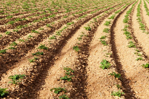 Rows of youngs potatoes — Stock Photo, Image