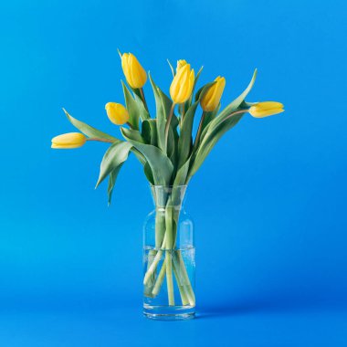 Mavi zemin üzerinde taze sarı laleler olan cam vazo. Ukrayna bayrağının renkleri. 