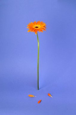 Güzel turuncu gerbera papatya çiçeği mavi arka planda dikiliyor. Minimum çiçek yerleşimi. Yere birkaç taç yaprağı düştü..
