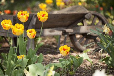 Sarı laleler ve el arabası