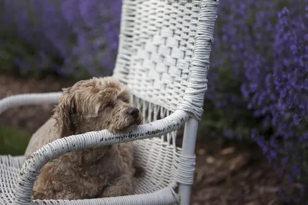 Złoty pies na wiklinowe krzesła i fioletowy lawendy — Zdjęcie stockowe
