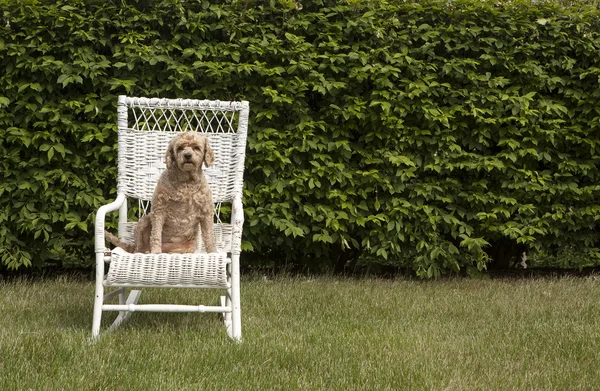 Gut aussehender Hund auf einem weißen Korbstuhl — Stockfoto