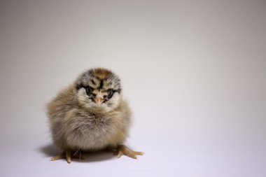 Araucana piliç