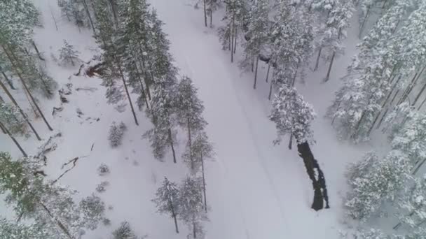 Зимний Снежный Сосновый Лес Высоко Камера Поднимается Показывая Лыжные Трассы — стоковое видео