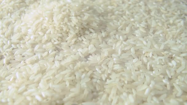 Rice Grains Everywhere Camera Moving Forward Wide Close Macro Shot — стоковое видео